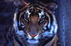 tigre
