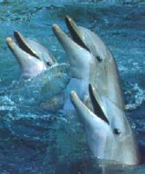 dauphins