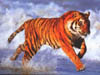 tigres