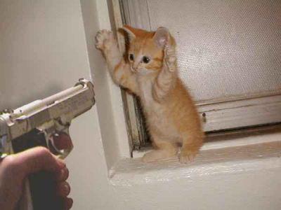 le chat